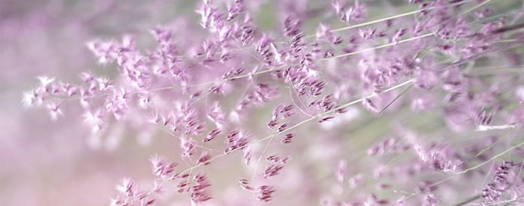 Field flowers